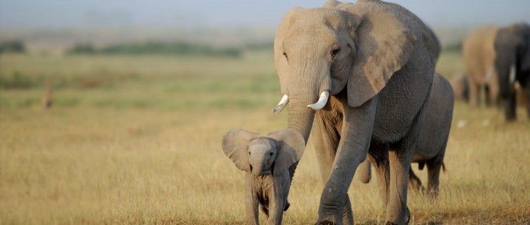 Mom and baby elephant walking together in the wild