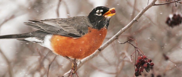 What do wildlife need in winter? Plants! | The Humane Society of the United  States