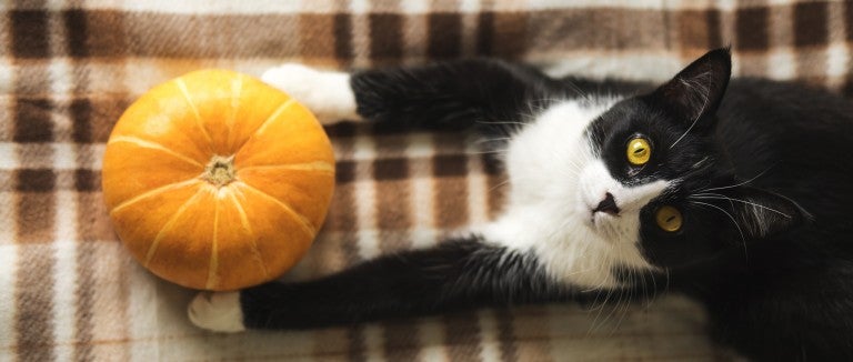 Black and white cat lying on plaid blanket holding a pumpkin. 
