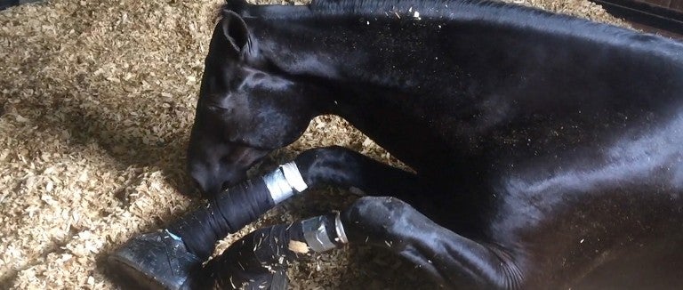 Horse suffering from soring on his legs