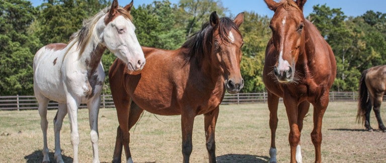 Three healthy horses, thrive after being rescued