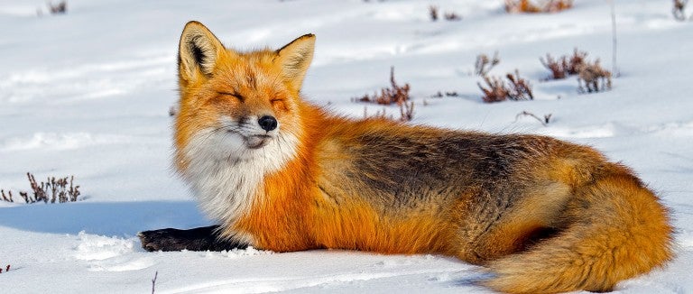 Wild red fox relaxing in the snow