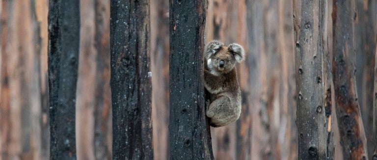 Koala in charred trees after the Australia wildfires