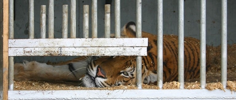 Sad tiger in circus cage 