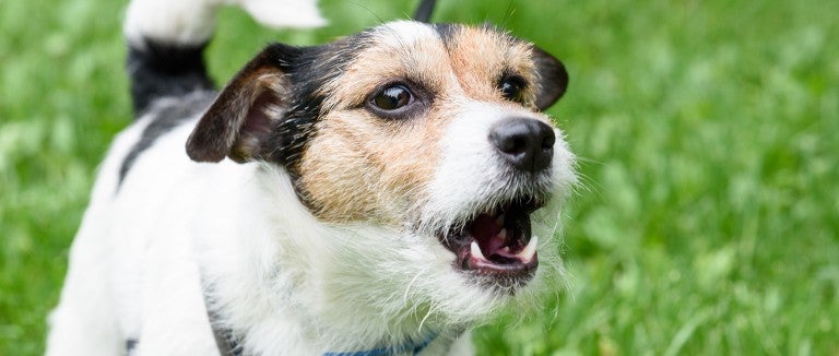 how to stop a terrier from barking