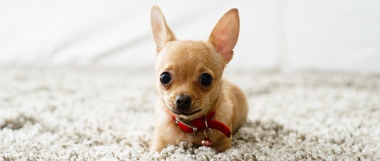 Portrait of a small dog laying on carpet