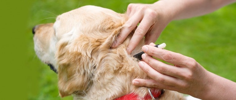 How to remove dog ticks from a dog