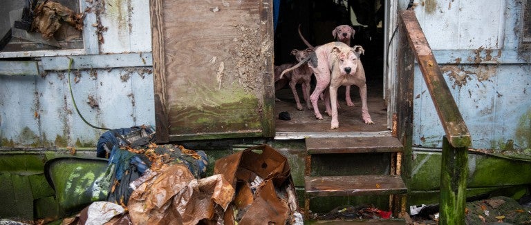 Dogs living in severe neglect, rescued by HSUS