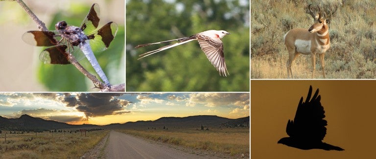 Collage of wildlife from wildlife sanctuaries