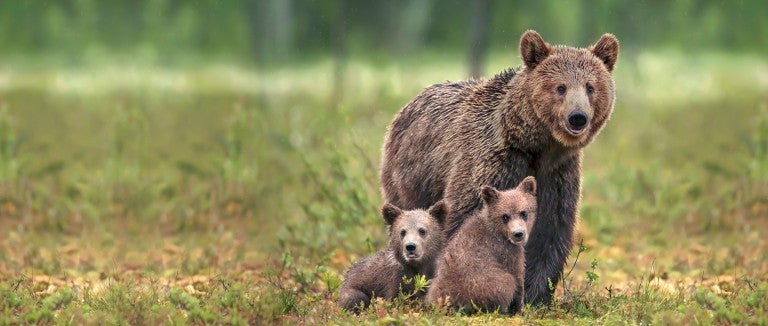 Bear and her cubs in the wild