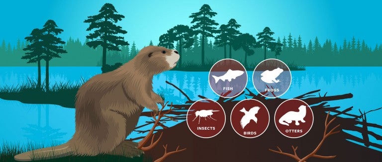 Illustration of a beaver in it's natural habitat