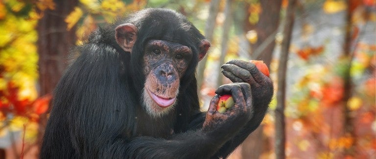 Loretta, a chimpanzee, holding an apple in a fall orchard