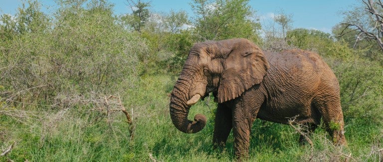 Riff Raff, an African Elephant