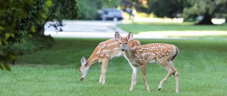 Two deer in a landscaped yard.