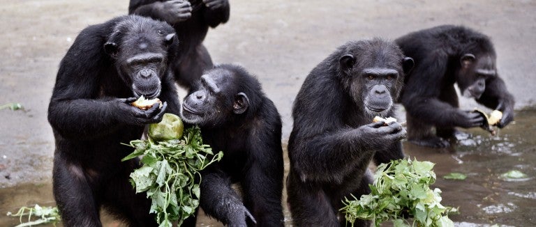 Rescued chimpanzees at the waters edge eating fresh vegetables