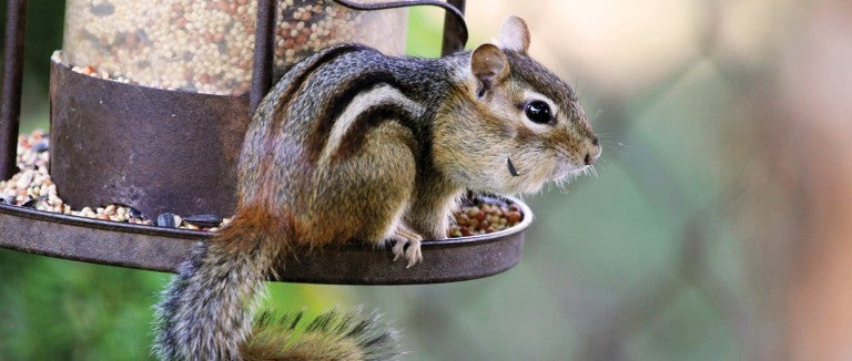 chipmunk on a bird feeder