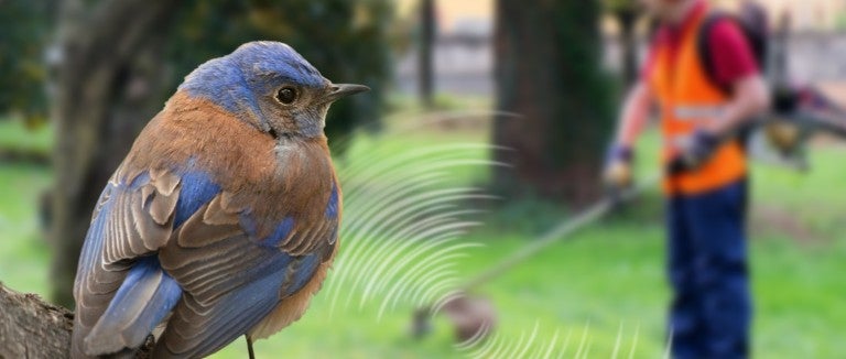 a bluebird sits on a tree with a loud weed whacker in background