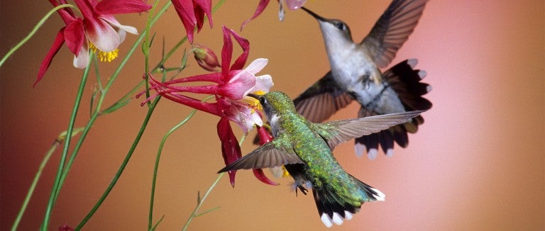hummingbirds sipping nectar from bright red flowers