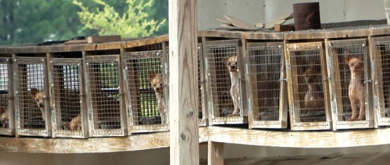 Caged breeding dogs at Margaret Manning's puppy mill in Pocahontas, AR, July 2020