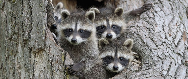 baby raccoons in a hollow tree