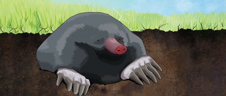 Illustration of a mole peeking out of a burrow
