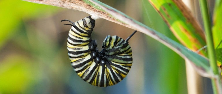 fat caterpillar curled on a leaf stalk