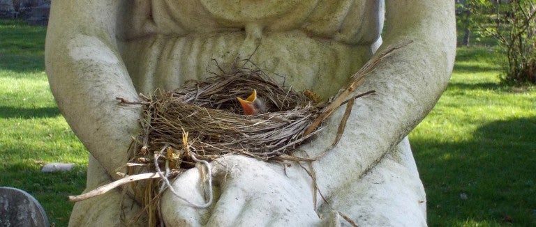 baby robin sitting in a nest