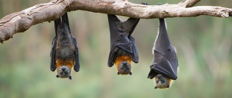 three bats hanging upside down