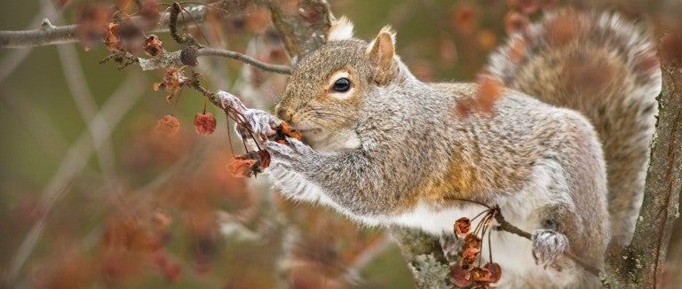 Gray squirrel eating in a tree