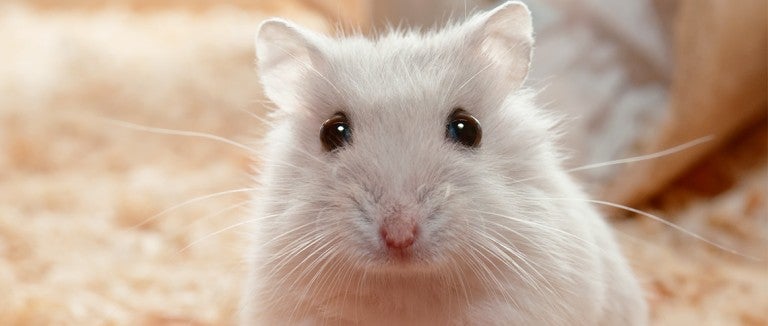 pet hamster looking at the camera with soulful eyes