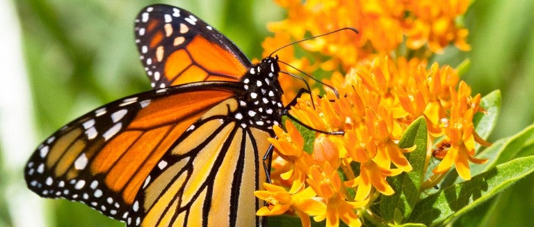 monarch butterfly on a milkweed flower