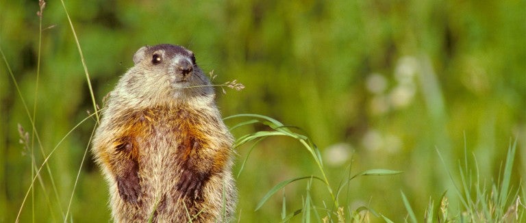 woodchuck in the grass