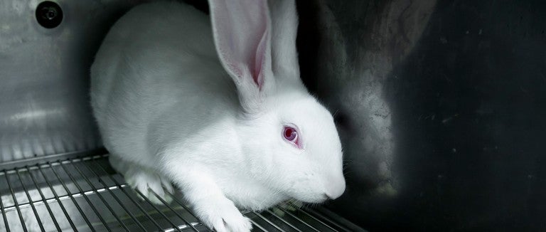 Cosmetics animal testing FAQ | The Humane Society of the United States