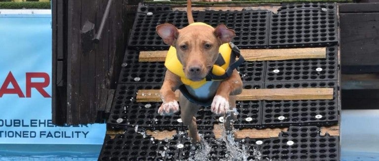 Photo of Sushi the dog jumping into a pool.