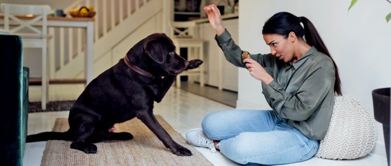 A woman trains her black lab who lifts his paw playfully for a shake
