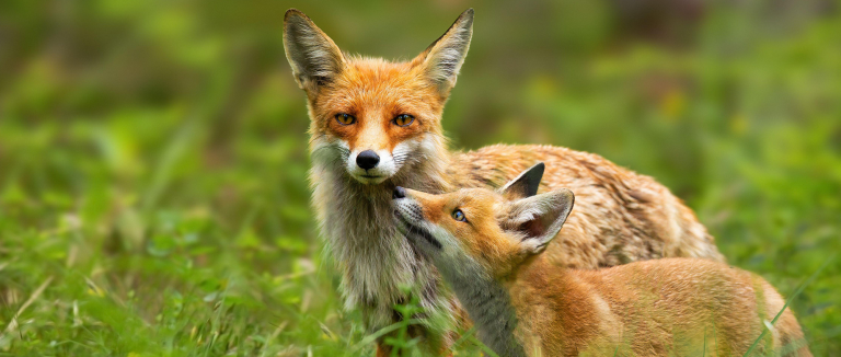 Red fox mother and young cub touching with noses in nature
