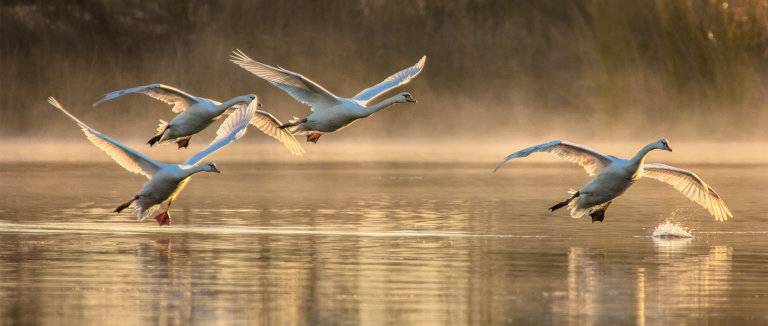 Young mute swans are practicing flying in the foggy winter morning.