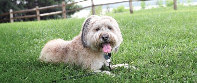 Photo of Minnow the dog laying in the grass.