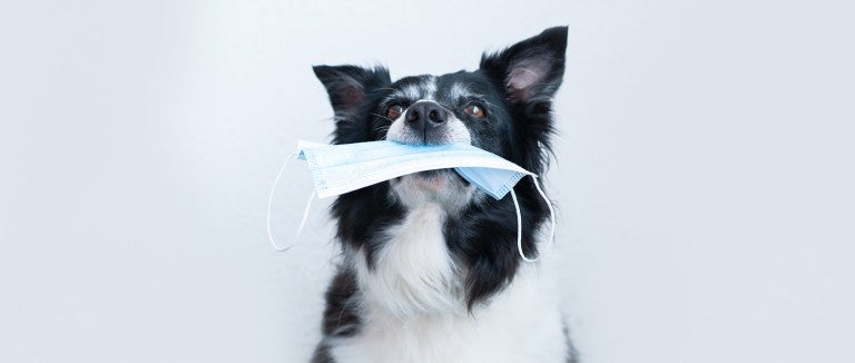A black and white dog holding a face mask in her mouth