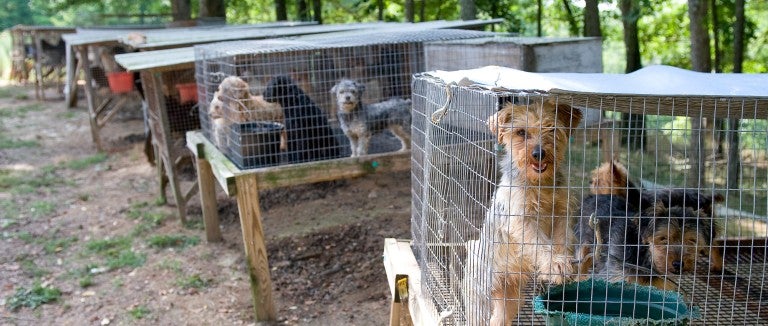 Rows of outdoor rabbit hutches used for housing dogs at a puppy mill.