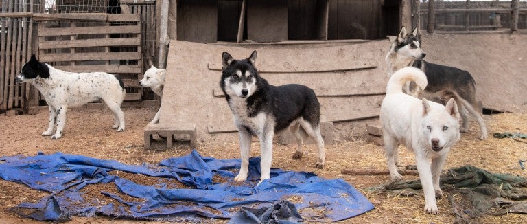 Adult dogs found living outdoors in crowded, filthy pens, some with no apparent access to food or water. 