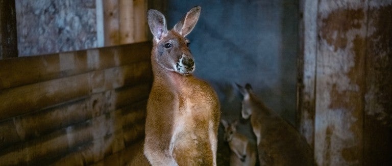 Kangaroo family found living together in a small enclosure at an unaccredited zoo outside Montreal