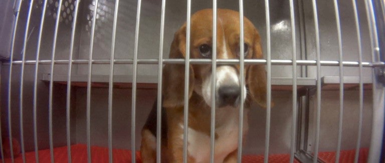 a beagle looks sadly at the camera from inside a metal cage