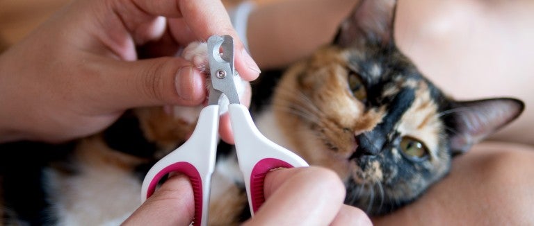 Chuck & Don's Cat Claw Clipping Clinic - NE Minneapolis - Feline Rescue,  Inc.