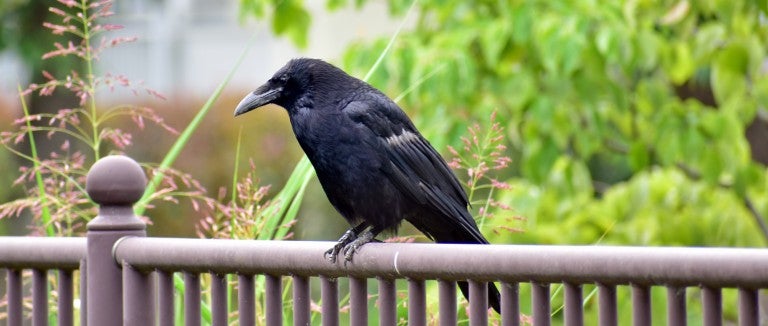 A crow, a social bird who is attracted to urban areas, sits on the fence of a garden