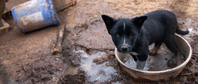 Sad dog standing in a dirty water bowl during New Mexico animal cruelty/animal abuse rescue