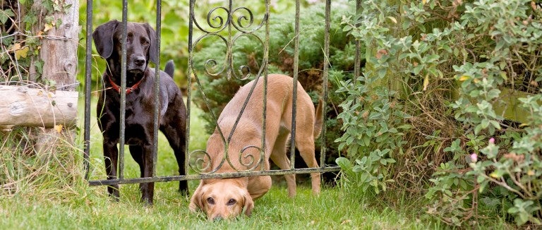 How to Keep a Dog in the Yard Without Fence  