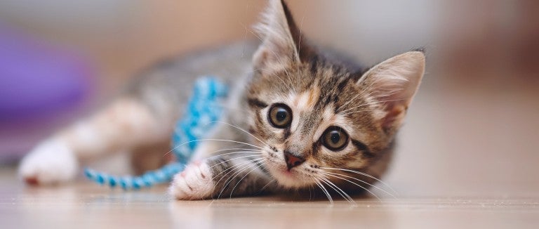 Teaching your kitten how to properly play will help to stop them from biting 