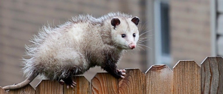 Opossums are safe, nonthreatening creatures that are easy to get rid of gently
