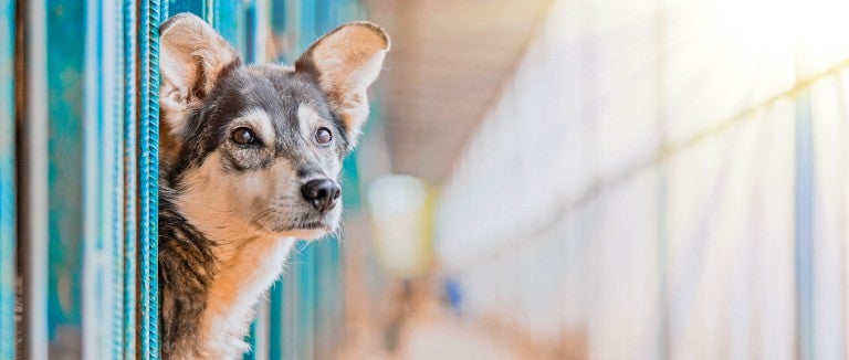 A dog is one of the most common animals in shelters looking for help